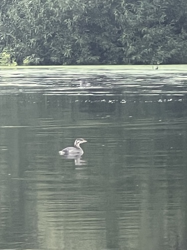 iNaturalist observation photo of Pied-billed Grebe