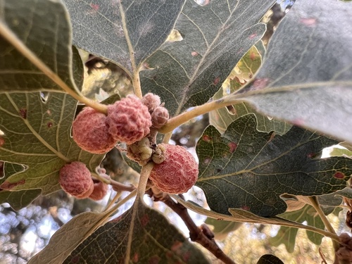 iNaturalist observation photo of Fuzzy Gall Wasp