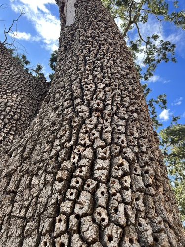 iNaturalist observation photo of Acorn Woodpecker