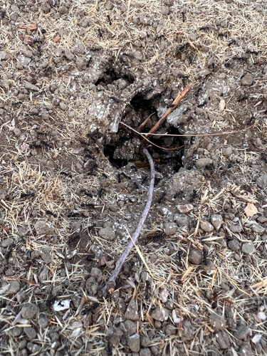 iNaturalist observation photo of Andre's Harvester Ant