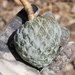 Wild Sweetsop - Photo (c) Sierra Eco, all rights reserved, uploaded by Sierra Eco