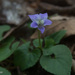 Viola floridana - Photo (c) Armin Weise, todos os direitos reservados, uploaded by Armin Weise