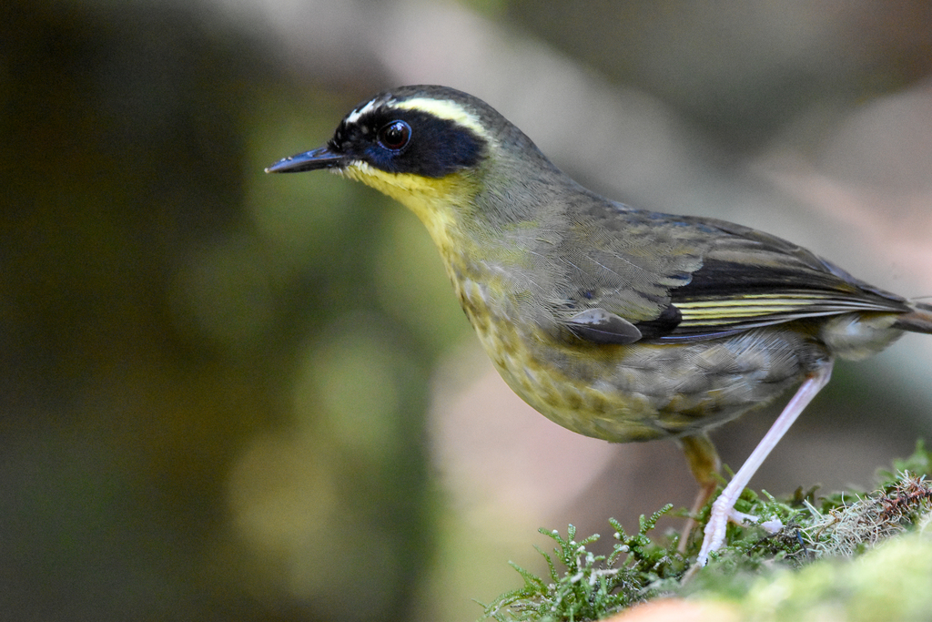 Yellow-throated Scrubwren photo