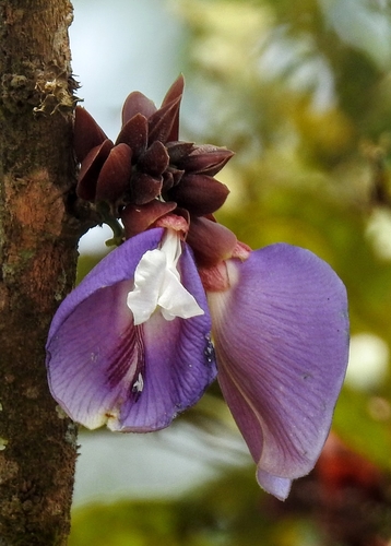 Clitoria arborescens