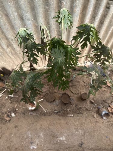 Papaya