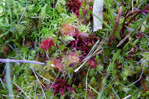 Drosera rotundifolia