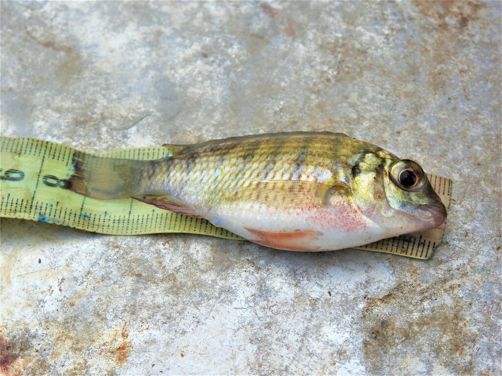 Redbreast tilapia from Brasília de Minas MG, 39330000, Brasil on