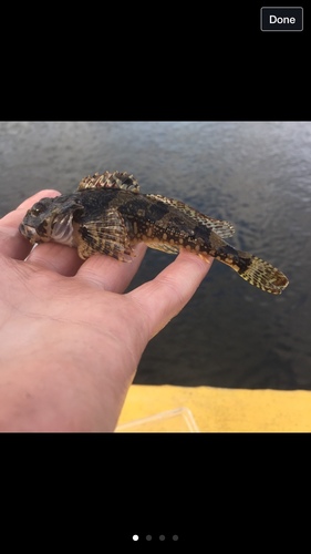 Padded Sculpin