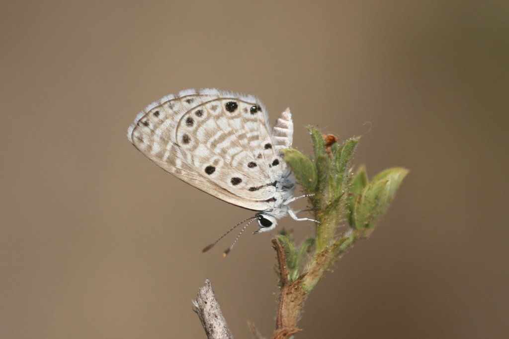 Bhalu Insect African Babul Blue from Hesaraghatta Lake, Hesaraghatta Grass Farm ...