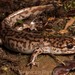 Salamandra Gigante del Pacífico - Photo (c) spencer_riffle, todos los derechos reservados