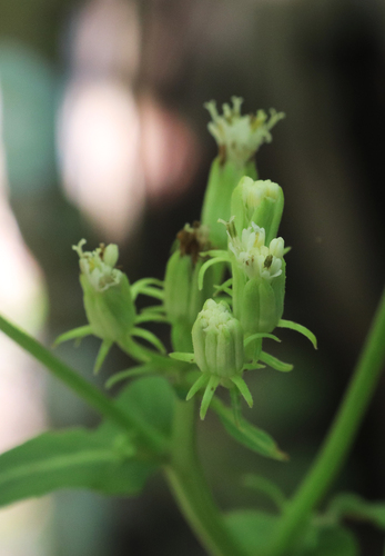 hammockherb (Hasteola robertiorum)