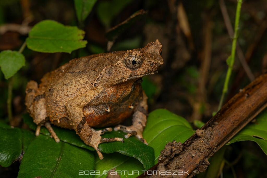 Short-legged Horned Toad (Boulenophrys brachykolos)