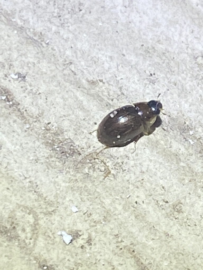 Enochrus from Windsor Park, Austin, TX, USA on September 17, 2023 at 09