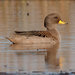 Yellow-billed Teal - Photo (c) RAP, all rights reserved, uploaded by RAP
