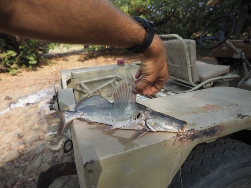 Black Nile Catfish