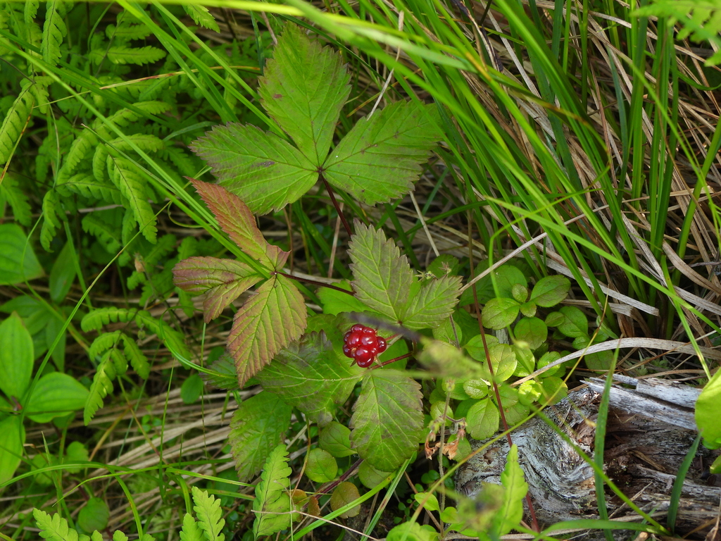 Lowland Raspberry dwarf raspberry from Norris Point, NL, Canada on July 15, 2023 at 03:48 ...