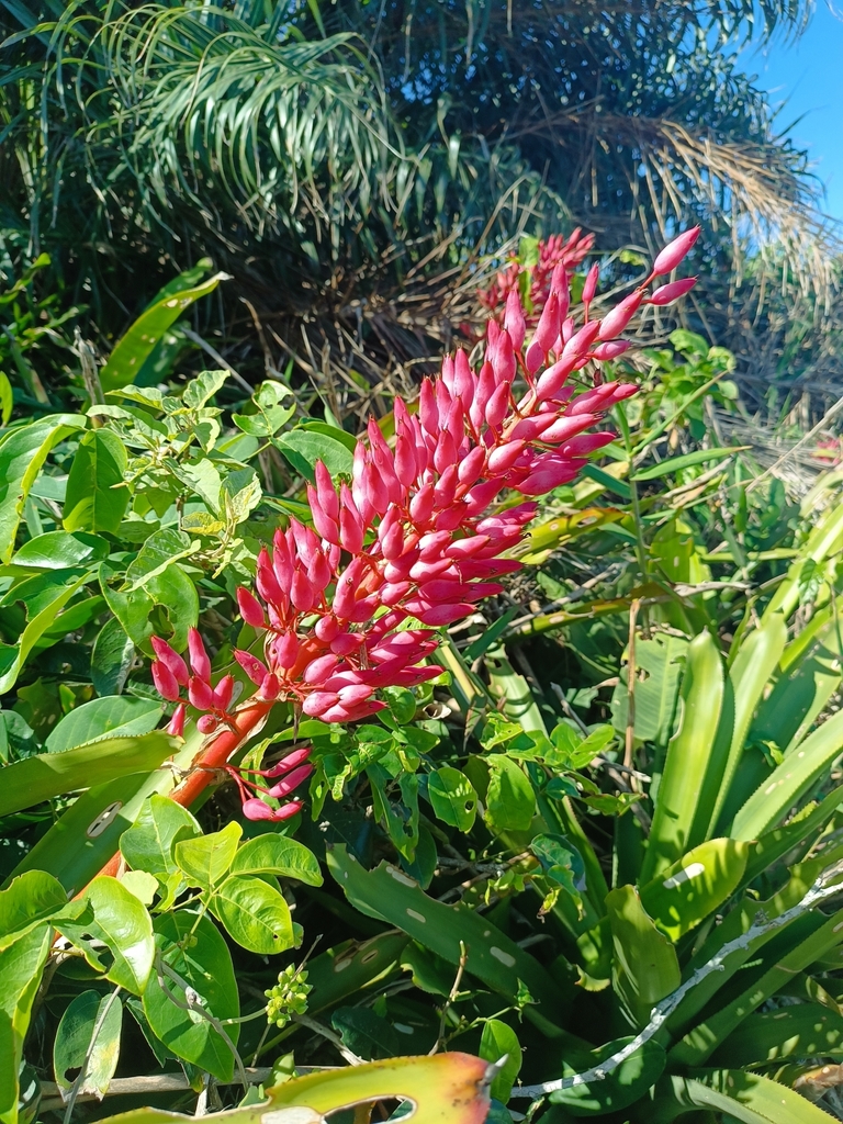 Portea silveirae
