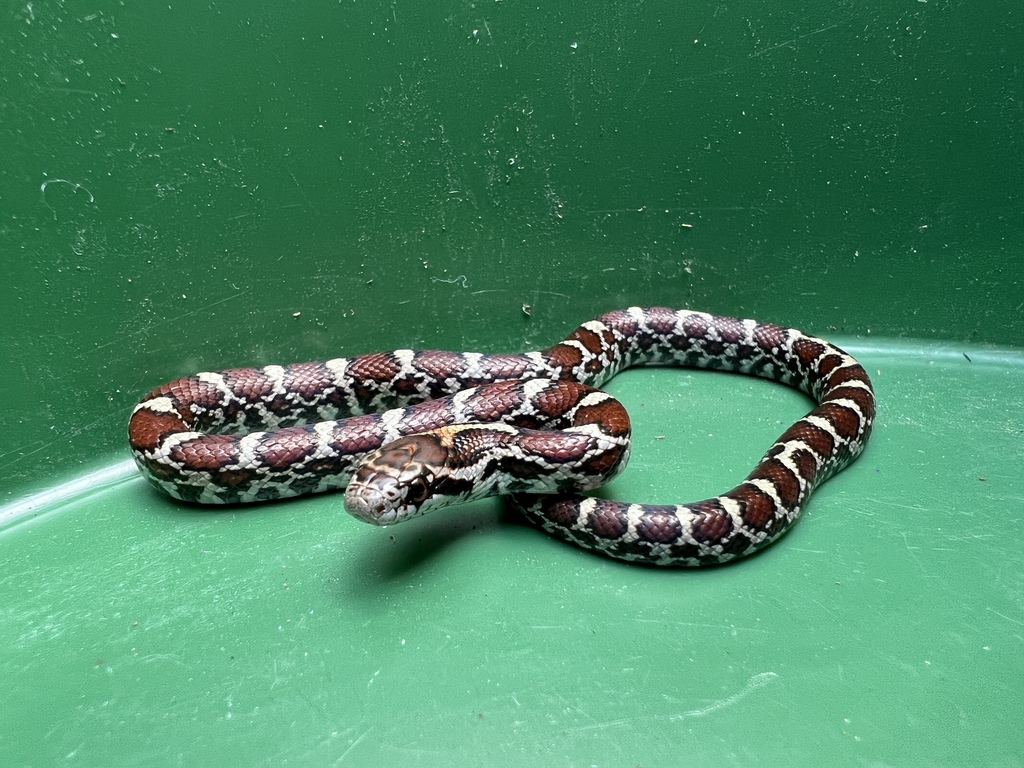 Eastern Milksnake from N County Road 1100 E, Avilla, IN, US on ...