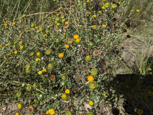 iNaturalist observation 2023-09-18