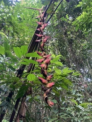 Heliconia pogonantha image