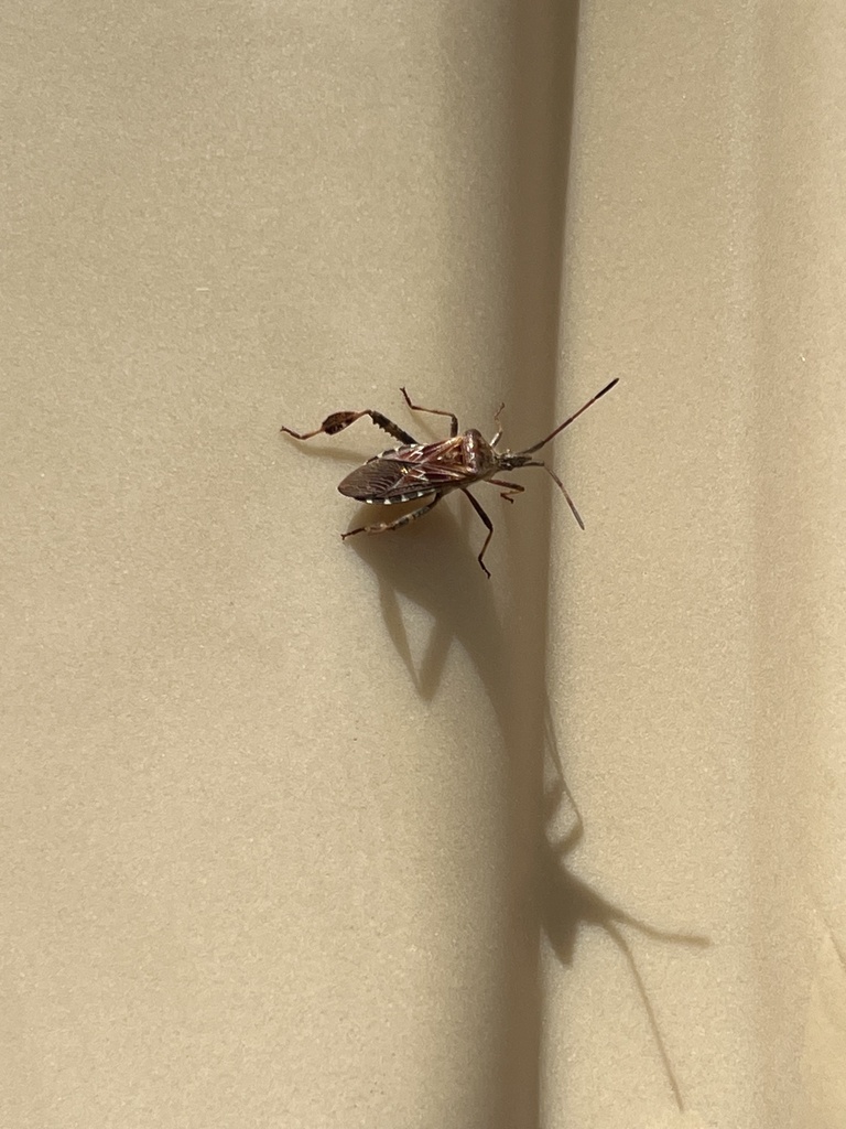 Western Conifer Seed Bug from Bassett St, Toledo, OH, US on September ...