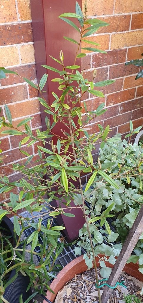 Purple Bush Pea From Qut R Block Brisbane City Qld Australia On September At