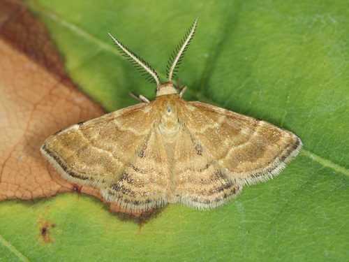 Emmiltis pygmaearia (Hübner, 1809)