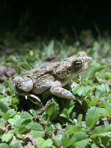 granular toad
