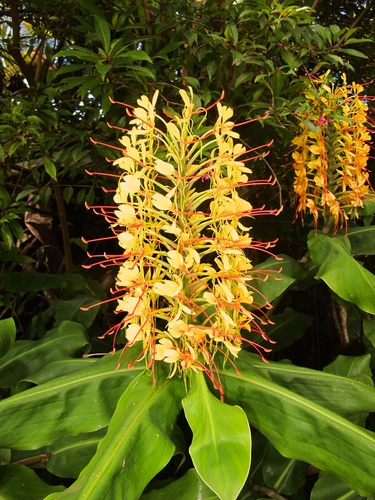 Kahili ginger