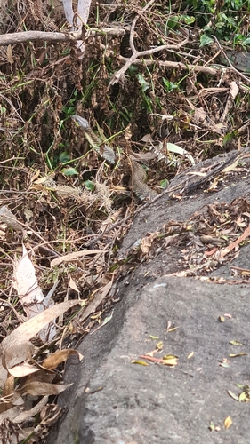 Tiger Snake sighting