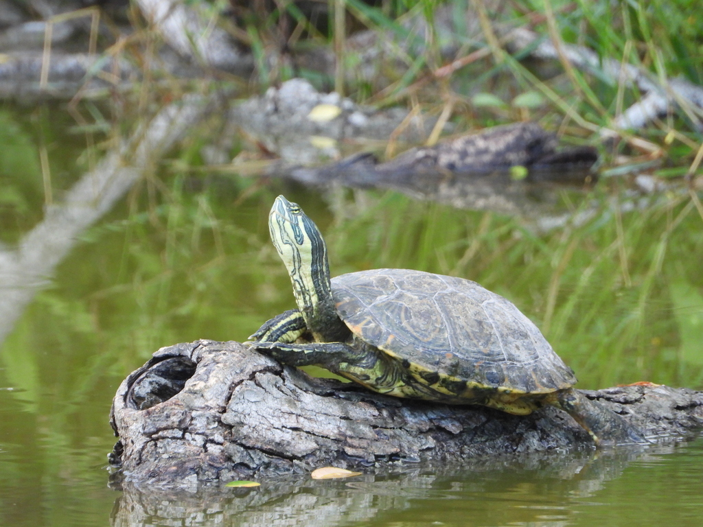 Mesoamerican Slider from Yucalpetén, Mérida, Yuc., México on September ...