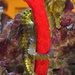 Observation photo