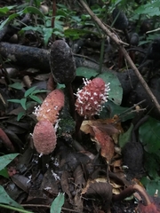 Helosis cayennensis image