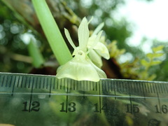 Epidendrum scharfii image