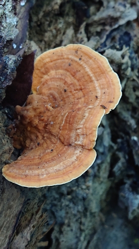 Rigidoporus microporus
