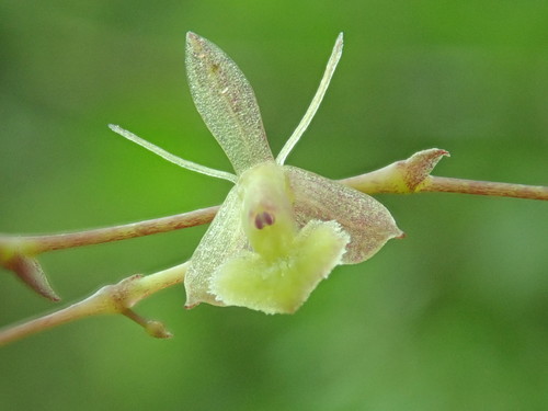 Vincentinum Orchid