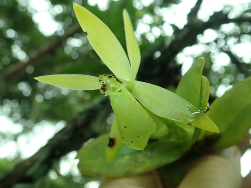 Epidendrum kerryae image