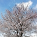 Square