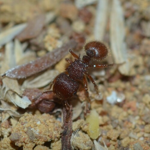 Meranoplus crassispinaMeranoplus crassispina