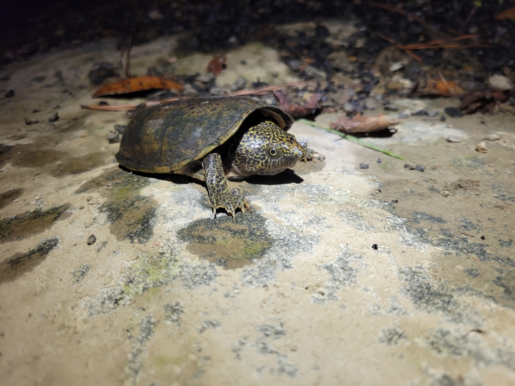 Flattened Musk Turtle in September 2023 by sternotherusjoe. Captured ...