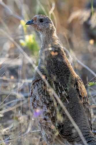 Gray Partridge