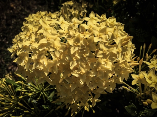 Ixora coccinea image