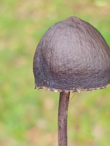 Petticoat Mottlegill