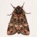 Otter Spiramater Moth - Photo (c) Michael H. King, all rights reserved