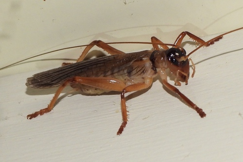 Cripling Insect Genus Craspedogryllacris · iNaturalist