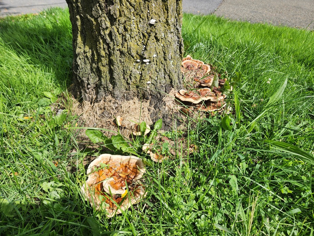 ganoderma-sessile-from-broome-county-ny-usa-on-september-14-2023-at