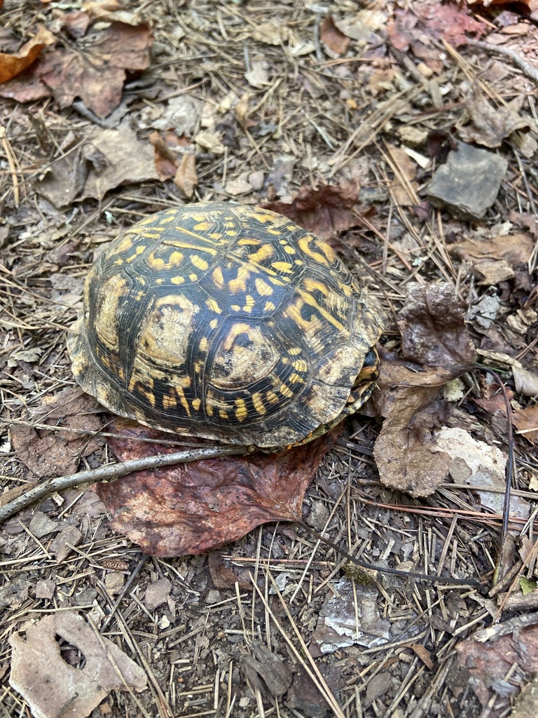 Common Box Turtle in September 2023 by Indigo Ray Edwards · iNaturalist