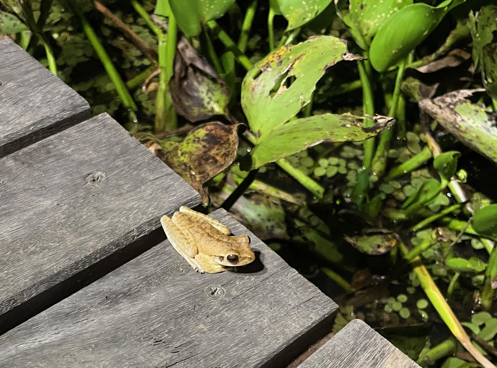 Chaco Tree Frog from Poconé - State of Mato Grosso, 78175-000, Brazil ...