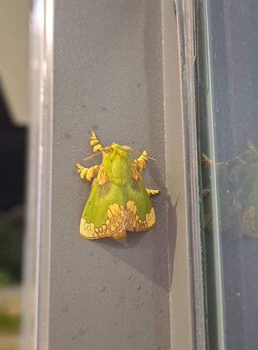 Parasa pastoralis