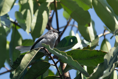 Kungwe Apalis (Apalis argentea) · iNaturalist